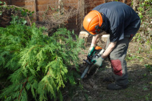 Small Tree & Shrub Removal